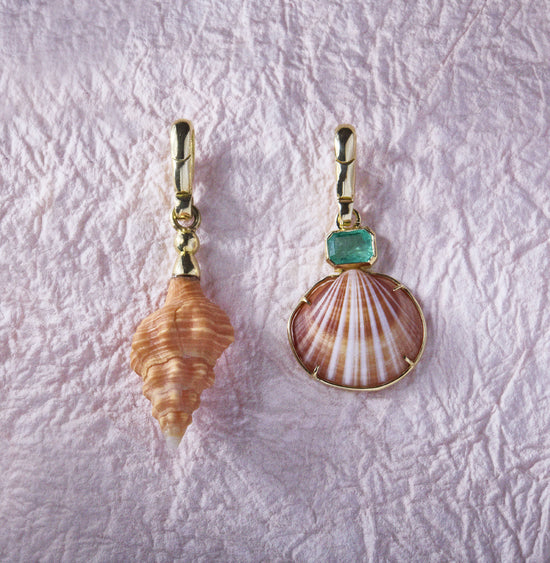 Summer Shells to Collect